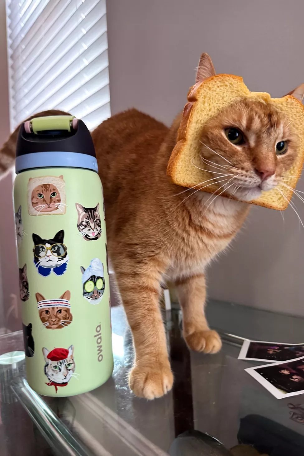 Owala UO Exclusive Cat Collage FreeSip 32oz - Imagen 2